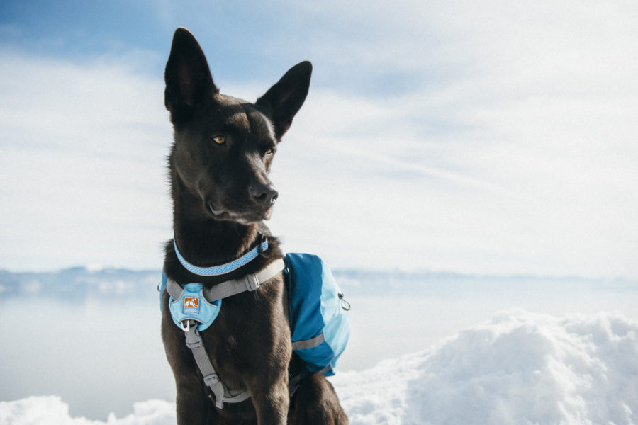 Travel + Leisure Features Kurgo!