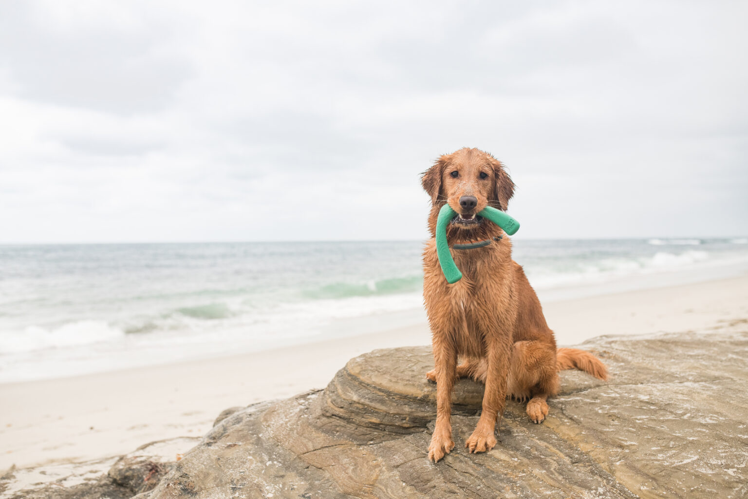 West Paw Collection of Pet Accessories Made With Ocean-Bound Plastic